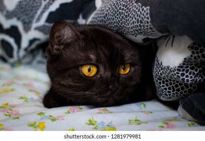 Black Cat Big Eyes Stock Photo 1281979981 | Shutterstock