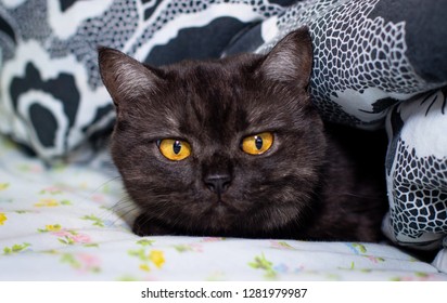 Black Cat Big Eyes Stock Photo 1281979996 | Shutterstock