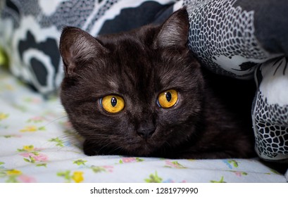 Black Cat Big Eyes Stock Photo 1281979996 | Shutterstock