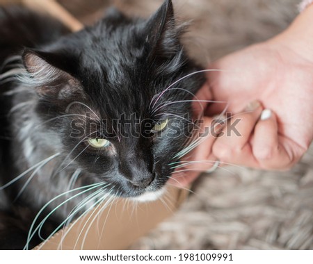 Black cat in a box being petted by a young woman hand with a pink sweater with a fluffy blackground