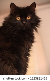 Black Cat Of The Breed Chantilly Tiffany