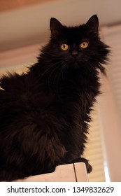 Black Cat Of The Breed Chantilly Tiffany