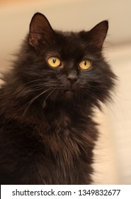 Black Cat Of The Breed Chantilly Tiffany