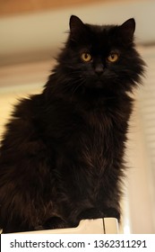 Black Cat Of The Breed Chantilly Tiffany