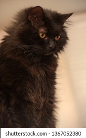 Black Cat Of The Breed Chantilly Tiffany