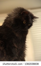 Black Cat Of The Breed Chantilly Tiffany