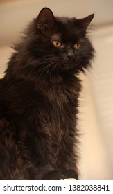 Black Cat Of The Breed Chantilly Tiffany