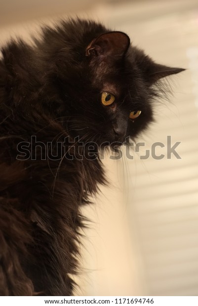 Black Cat Breed Chantilly Tiffany Stock Photo Edit Now