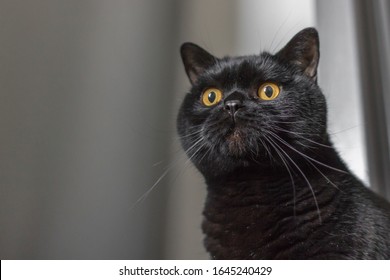 Black cat. The breed is Scottish straight. Cat pupils. Amber eyes. Animal protection. Symbol of misfortune. Friday the 13th. Bad omen. Thoroughbred pet. Friend of human. Shiny black coat. - Shutterstock ID 1645240429