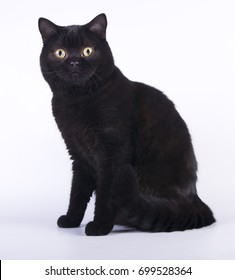 Black Cat British Shorthair With Yellow Eyes On White Background