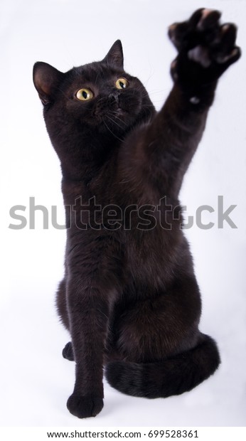 Black Cat British Shorthair Yellow Eyes Stock Photo Edit Now