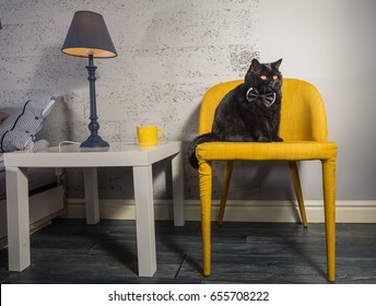 Black cat. Black Cat with Butterfly on the neck - Powered by Shutterstock