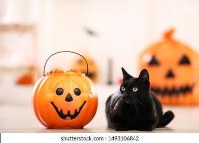 Black Cat With Candies In Halloween Bucket