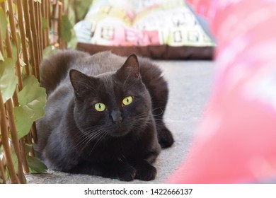 Black Cat In Cattery With Sweet Eyes