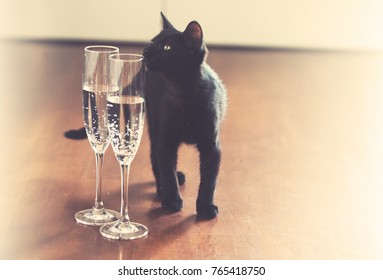 Black Cat Champagne Vintage Grained Background Stock Photo 765418750