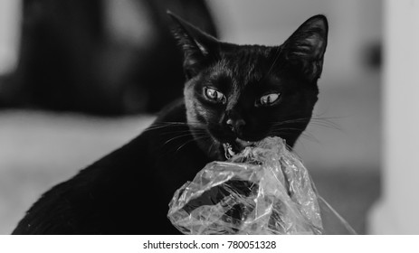 A Black Cat Is Chewing A Plastic Bag