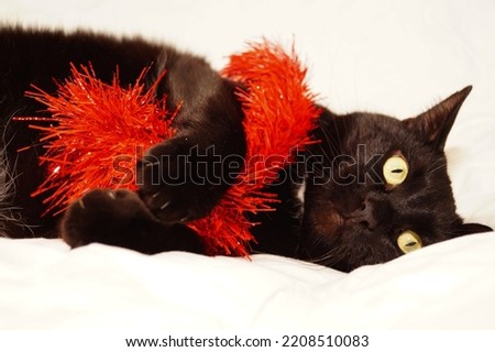 Black cat with Christmas decorations. Selective focus. Isolated on white. Looks into camera. High quality photo