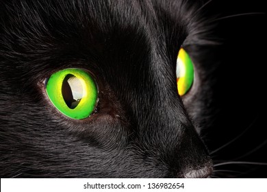 Black cat, close up