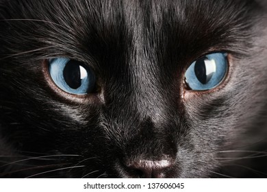 Black Cat, Close Up