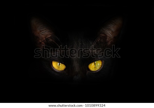 暗い背景に黒い猫と黄色い目の接写 黒い背景 恐怖と野性的な感じを示す猫の顔 の写真素材 今すぐ編集