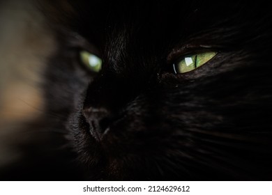 Portrait d'un chat noir en gros plan avec les yeux et les poils dorés dans le noir