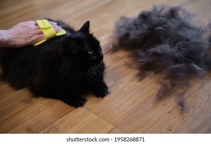 Moulting Cat Images, Stock Photos u0026 Vectors  Shutterstock