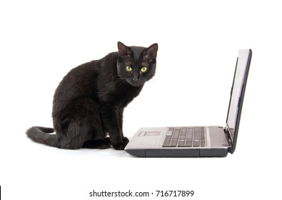 Black cat with a contemplating look on her face sitting in front of a laptop computer, on white background
