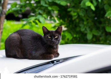 black cat with cropped ear sitting on the car. This is called “ear-tipping,” and is actually a sign that the cat has been the lucky beneficiary of a Trap/Neuter/Return effort.