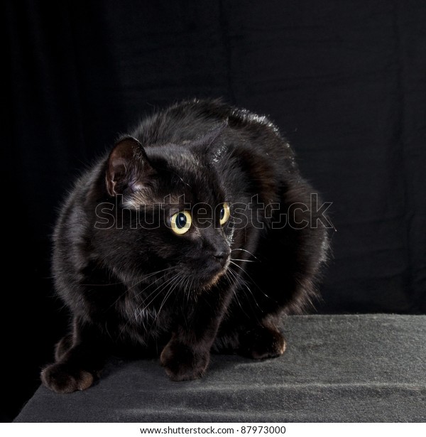 Black Cat Dark Room Royalty Free Stock Image