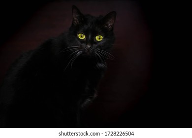 Black cat in dark room. Cat eyes glowing in darkness. Find black cat in black room concept. Cat's green eyes shining in darkroom. Low light. Halloween concept - Powered by Shutterstock