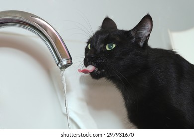 Black Cat Drinks Water Tap Stock Photo (Edit Now) 297931670