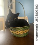 Black cat in an Easter basket 