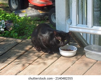 Black Cat Eating Food From Bowl