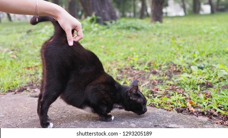 A black cat enjoying when owner scratch at the base of his tail.the cat's tail points straight up.