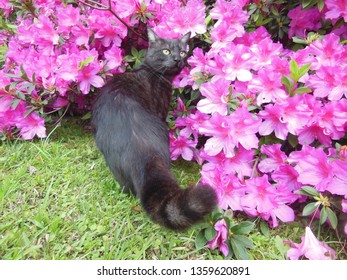 Black Cat Exploring Azalea Flowers Garden Stock Photo 1359620891 |  Shutterstock