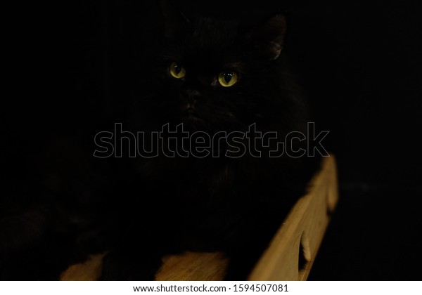 The Black Cat Eye in the\
Dark
