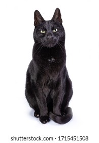 Black cat facing front and looking with yellow frowned eyes into the camera. Isolated on a white background.