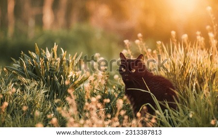 A black cat in a field of grass. Beautiful black cat portrait with yellow eyes in nature. Domestic cat walking in the grass