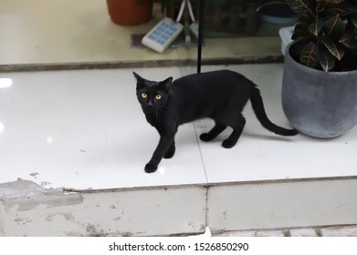 chinese black cat