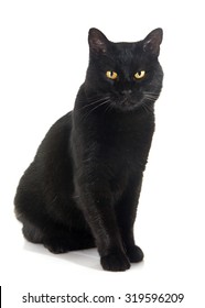 Black Cat In Front Of White Background