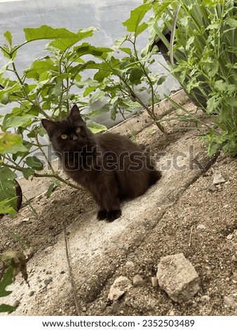 Black cat in the garden