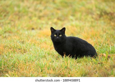 Black Cat In Garden On The Meadow