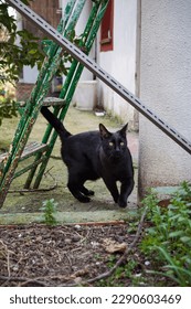 Black cat going under some stairs in a garden.