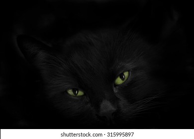 Black Cat Green Eyes Stock Photo 315995897 | Shutterstock