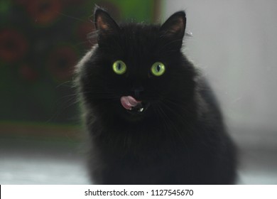 Black Cat With Green Eyes Licking