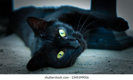 Black Cat Bright Green Eyes Stock Photo (Edit Now) 1588736692