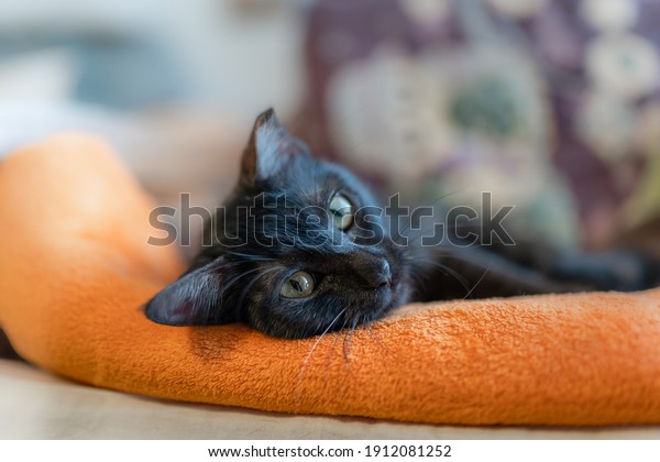black cat with green eyes lying on an\
orange blanket, looks at the camera. close\
up