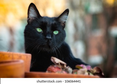 Black cat with green eyes on a rooftop