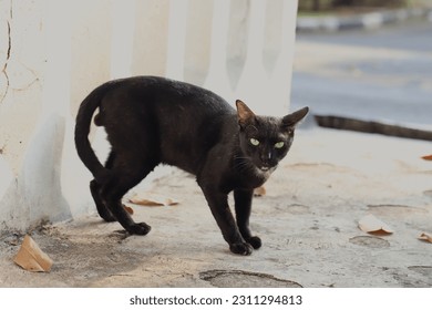 A black cat with green eyes standing in floor and looking at camera  - Powered by Shutterstock