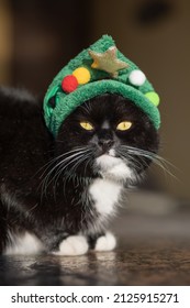 A black cat in a green herringbone hat on the street looks into the lens. Selective focus.